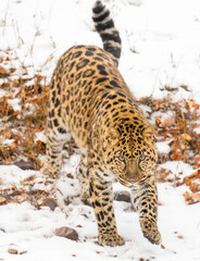 Obraz premium Grace in the Frost: The Amur Leopard on the Hunt