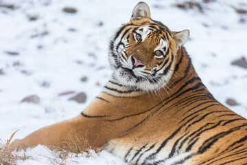 Obraz premium Winter Shadow: A Bengal Tiger on the Hunt