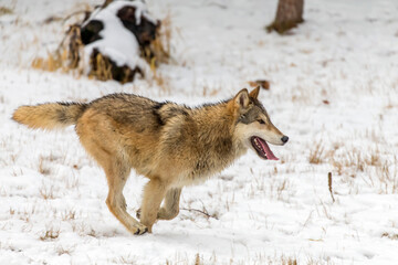 Fototapeta premium Winter Unity: Tundra Wolves Bound by Trust Before the Hunt