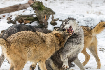 Obraz premium Winter Unity: Tundra Wolves Bound by Trust Before the Hunt