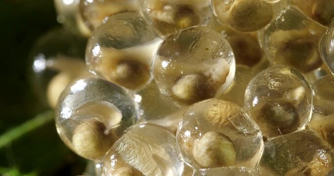 Clutch of eggs  of the Amazonian Monkey Frog (Agalychnis hulli), Suspended on a leaf above a pool in the rainforest. The tadpoles are developing within the transparent egg membrane. Amazonian Ecuador