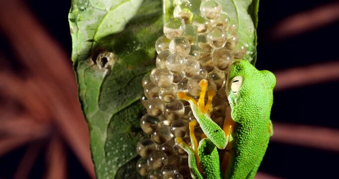 Clutch of eggs  of the Amazonian Monkey Frog (Agalychnis hulli), Suspended on a leaf above a pool in the rainforest. The tadpoles are developing within the transparent egg membrane. Amazonian Ecuador