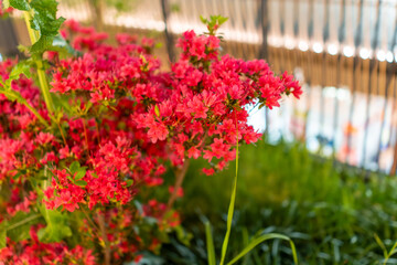 Naklejka premium ライトアップに映える赤いツツジの花景色