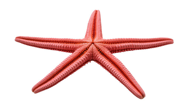 Reddish-brown textured starfish with five arms and small spines