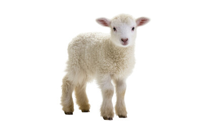 Fluffy young lamb standing with woolly fleece and pink nose © Rowan