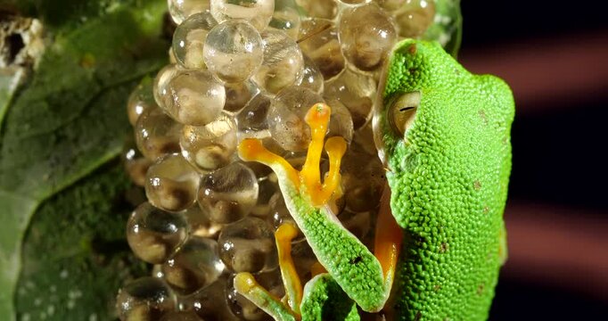 Clutch of eggs  of the Amazonian Monkey Frog (Agalychnis hulli), Suspended on a leaf above a pool in the rainforest. The tadpoles are developing within the transparent egg membrane. Amazonian Ecuador