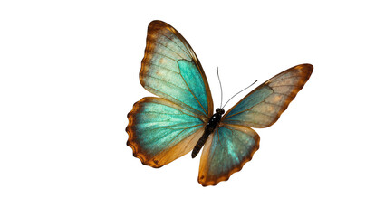 Blue Teal and Brown Winged Butterfly with Delicate Antennae © Rowan