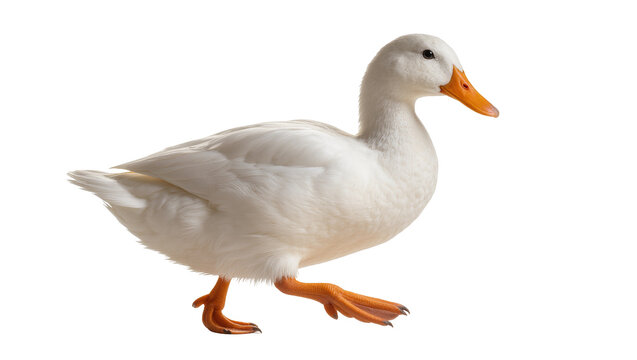 White Pekin Duck Standing with Orange Beak and Feet