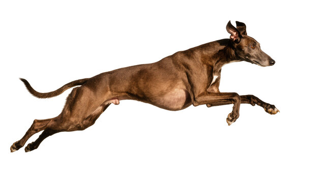 Brown Whippet Dog Leaping Mid-Air with Extended Legs and Tail