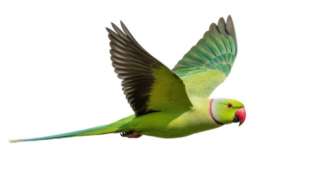 Green Indian Ringneck Parrot Flying with Extended Wings