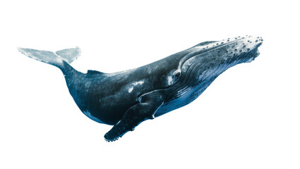 Large Humpback Whale Swimming with Textured Skin and Flippers © Rowan