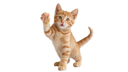 Orange tabby kitten paw raised playful expression © Rowan
