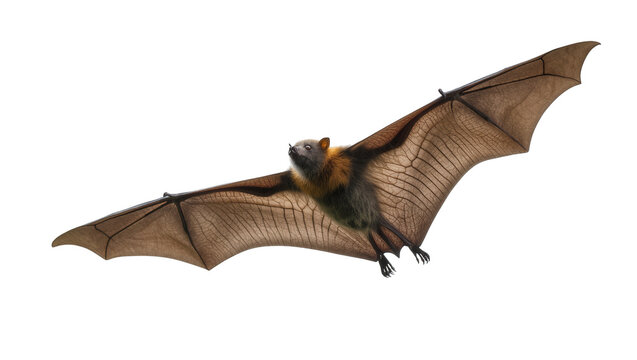 Flying Large Brown Fruit Bat with Extended Wings and Furry Face