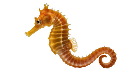 Orange Brown Curled Seahorse with Detailed Texture and Long Snout © Rowan