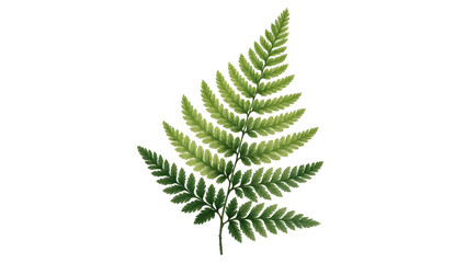 Vibrant green fern frond with delicate leaflets and slender stem © Rowan