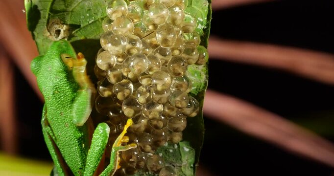 Clutch of eggs  of the Amazonian Monkey Frog (Agalychnis hulli), Suspended on a leaf above a pool in the rainforest. The tadpoles are developing within the transparent egg membrane. Amazonian Ecuador