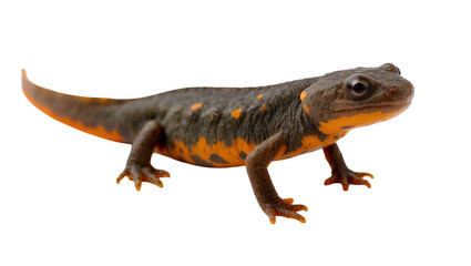 Fototapeta premium Dark Brown Salamander with Orange Spots and Long Tail