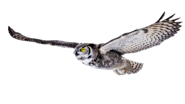 Flying Great Horned Owl with Extended Wings and Intense Yellow Eyes
