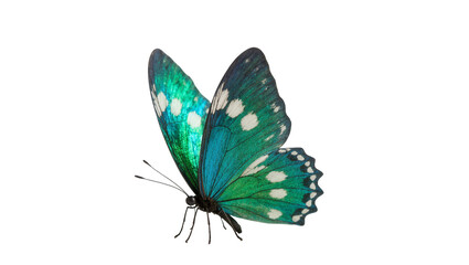 Green iridescent Butterfly with White Spots and Delicate Antennae © Rowan