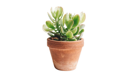 Earthen terracotta pot holding lush jade succulent plant © Rowan