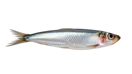 Fototapeta premium Silver fresh Sardine Fish with Dark Eyes and Grey Fins