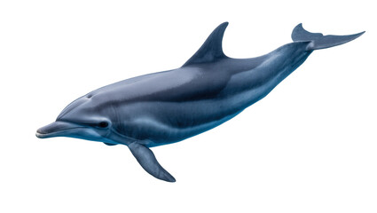 Gray sleek Dolphin swimming gracefully in ocean water © Rowan
