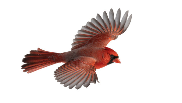Red Northern Cardinal Bird Flying with Extended Wings