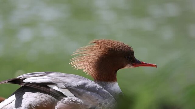 View of a female goosander with its distinctive reddish-brown crest and long red bill against a blurred green water background in Mulhouse, Grand Est, France.