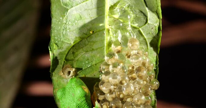 Clutch of eggs  of the Amazonian Monkey Frog (Agalychnis hulli), Suspended on a leaf above a pool in the rainforest. The tadpoles are developing within the transparent egg membrane. Amazonian Ecuador