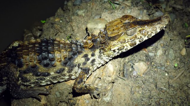 Schnieder's Smooth Fronted Caiman (Palaeosuchus trigonatus), The second smallest species of caiman, Orellana province, Ecuador