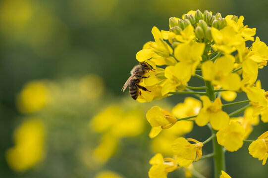 Honigbiene best&auml;ubt Rapsbl&uuml;te, nahe Perspektive mit viel Platz f&uuml;r Text