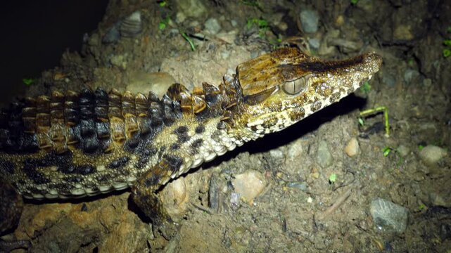 Untitled Project Schnieder's Smooth Fronted Caiman (Palaeosuchus trigonatus), The second smallest species of caiman, Orellana province, Ecuador