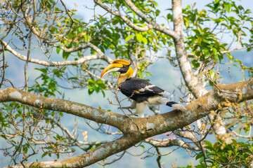 Great hornbill (Buceros bicornis), also known as the concave-casqued hornbill, great Indian hornbill or great pied hornbill, is one of the larger members of the hornbill family.  © prasanth