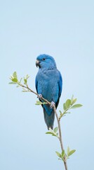 Obraz premium Blue Macaw Parrot Perched on a Tree Branch Against Clear Sky