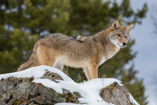 Silent Tracker: Coyote on the Hunt in Montana&rsquo;s Winter Mountains
