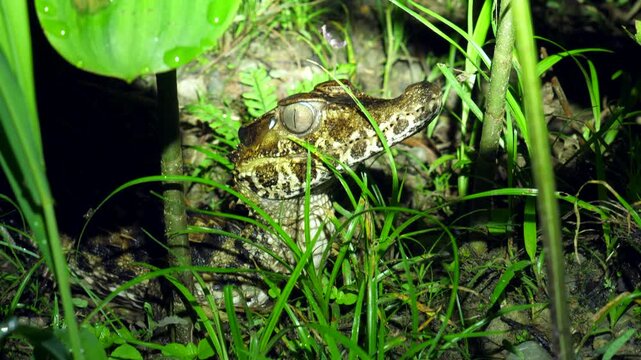 Schnieder's Smooth Fronted Caiman (Palaeosuchus trigonatus), The second smallest species of caiman, Orellana province, Ecuador