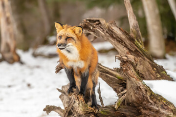 Obraz premium Winter Chase: Red Fox on the Hunt in Snowy Terrain