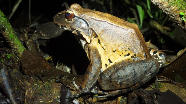 Smoky Jungle Frog (Leptodactylus pentadactylus), On the rainforest floor at night, Orellana province, Ecuador