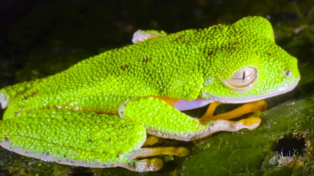 Amazon Leaf Frog (Agalychnis hulli), Sitting on a leaf, blinks its eyes. In the rainforest understory in Orellana province, Ecuador.