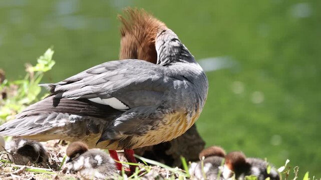 View of a female common merganser with ducklings resting on a grassy bank by the water in Mulhouse, Grand Est, France.