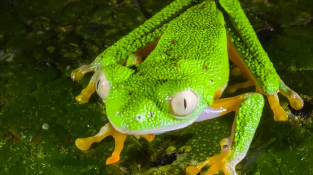Amazon Leaf Frog (Agalychnis hulli), Sitting on a leaf, blinks its eyes. In the rainforest understory in Orellana province, Ecuador.
