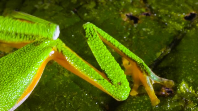Amazon Leaf Frog (Agalychnis hulli), Sitting on a leaf, blinks its eyes. In the rainforest understory in Orellana province, Ecuador.