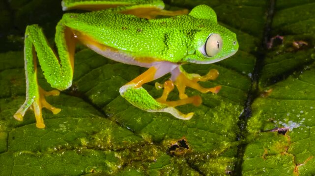 Amazon Leaf Frog (Agalychnis hulli), Sitting on a leaf, blinks its eyes. In the rainforest understory in Orellana province, Ecuador.