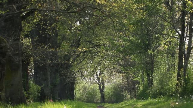 All&eacute;e d'arbres &agrave; la campagne au printemps avec pollen volant et chant d&rsquo;oiseaux