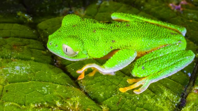 Amazon Leaf Frog (Agalychnis hulli), Sitting on a leaf, blinks its eyes. In the rainforest understory in Orellana province, Ecuador.