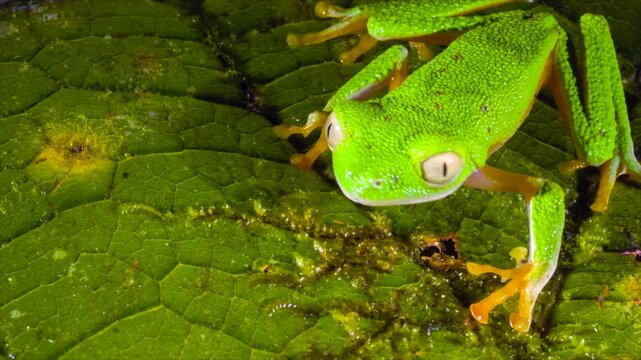 Amazon Leaf Frog (Agalychnis hulli), Sitting on a leaf, blinks its eyes. In the rainforest understory in Orellana province, Ecuador.