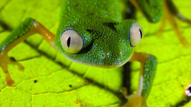 Amazon Leaf Frog (Agalychnis hulli), Sitting on a leaf, blinks its eyes. In the rainforest understory in Orellana province, Ecuador.