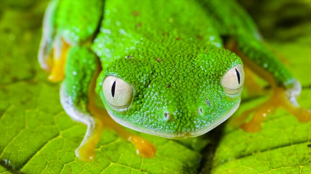 Amazon Leaf Frog (Agalychnis hulli), Sitting on a leaf, blinks its eyes. In the rainforest understory in Orellana province, Ecuador.
