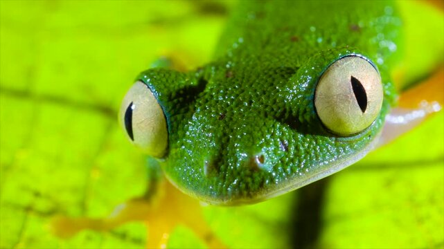 Amazon Leaf Frog (Agalychnis hulli), Sitting on a leaf, blinks its eyes. In the rainforest understory in Orellana province, Ecuador.