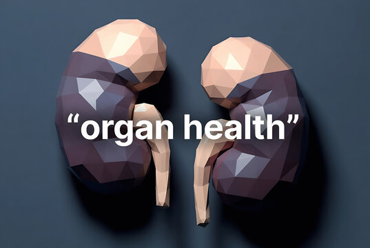 Subject: Two stylized low-poly kidneys. Action: Representing organ health. Setting: A dark, textured background.